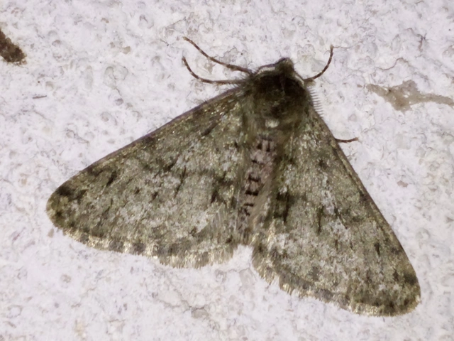 Apocheima pilosaria - zöldes tavasziaraszoló