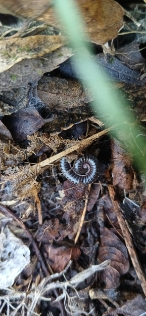 Diplopoda - Ikerszelvényesek