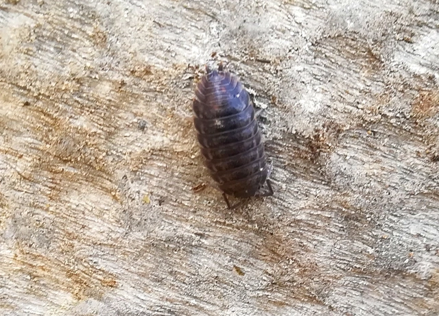 Isopoda - Ászkarákok