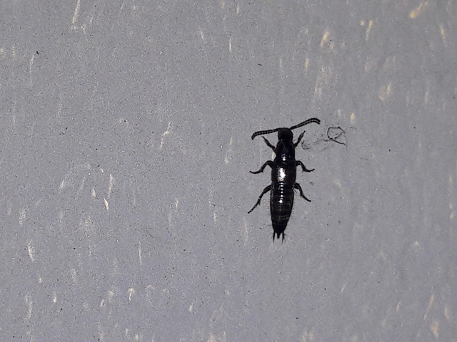 Philonthus