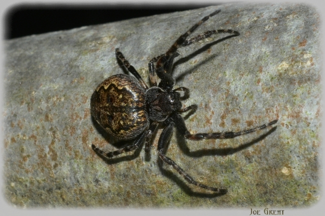 Araneae - Pókok