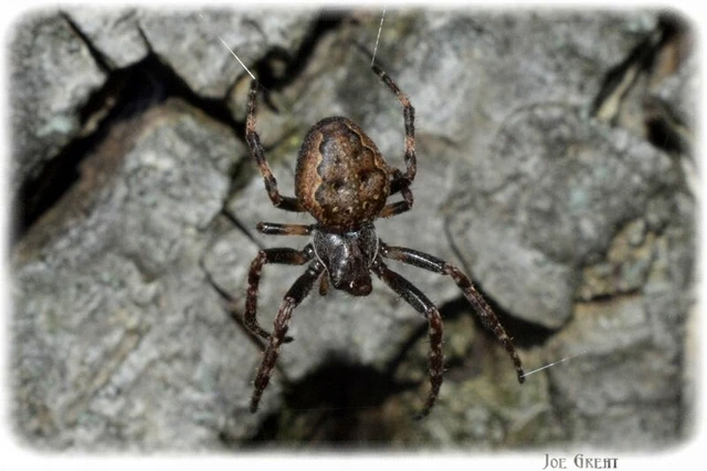 Araneae - Pókok