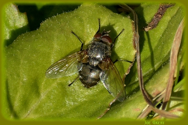 Diptera - Kétszárnyúak