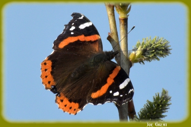 Vanessa atalanta - atalantalepke