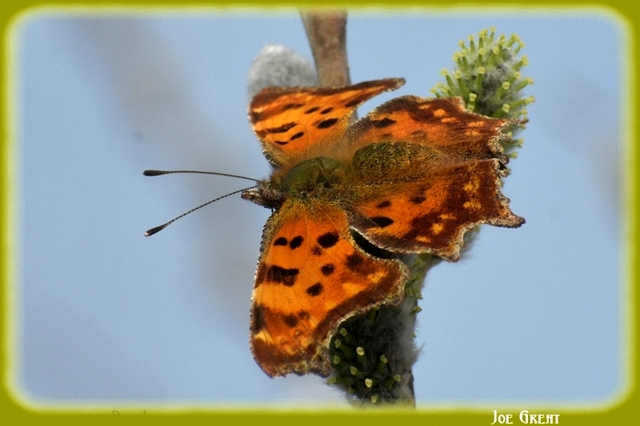 Nymphalis c-album - C-betűs lepke
