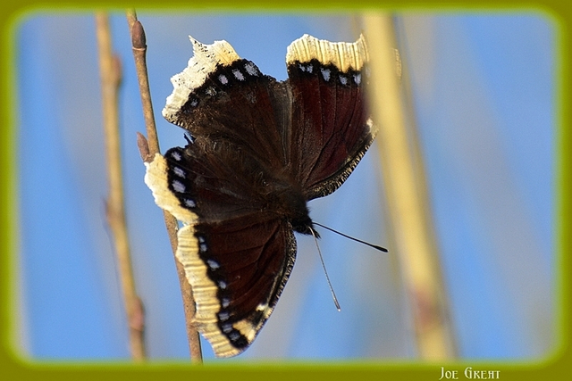 Nymphalis antiopa - gyászlepke