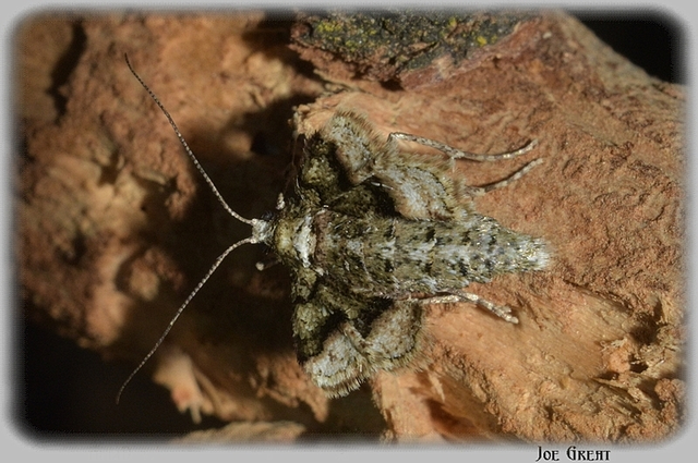 Agriopis marginaria - sárgás téliaraszoló