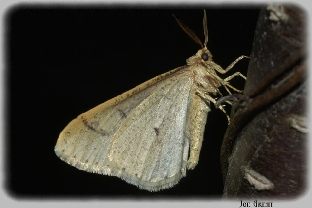 Agriopis marginaria - sárgás téliaraszoló