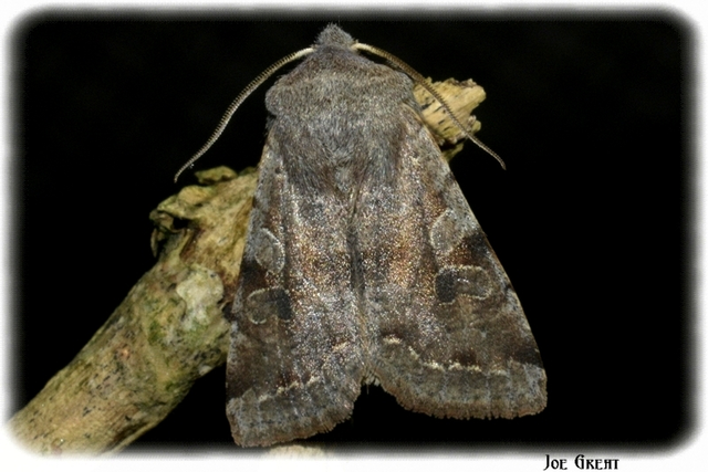 Orthosia incerta - változékony barkabagoly