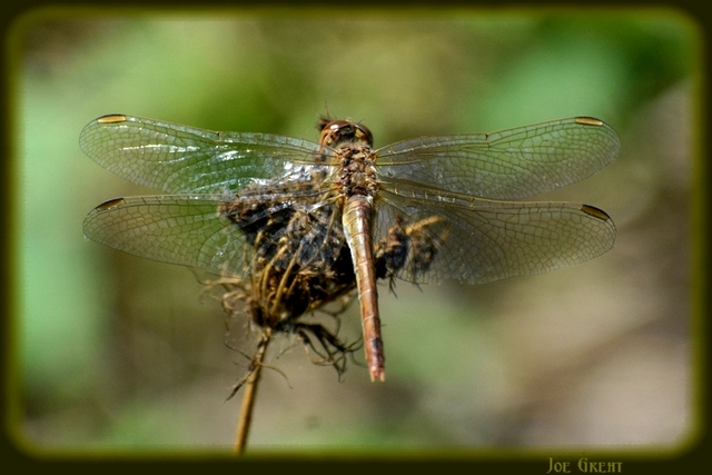 Sympetrum meridionale - fakó katona-szitakötő