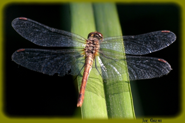 Sympetrum sanguineum - vörös katona-szitakötő