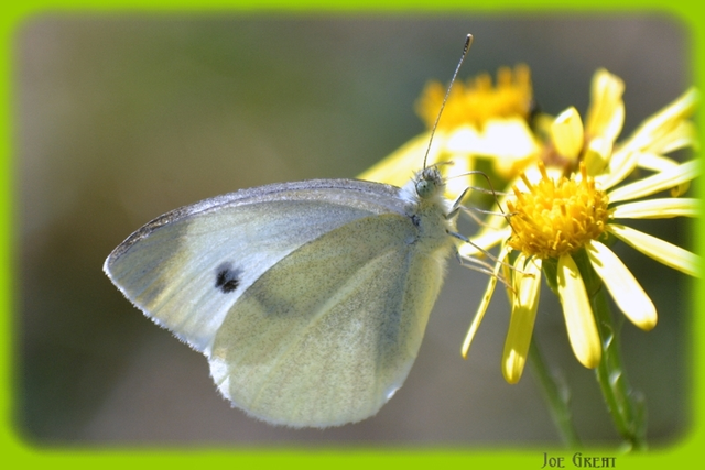 Pieris rapae - répalepke