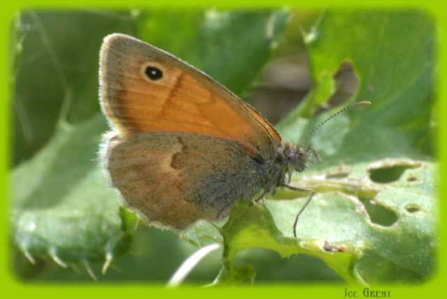 Coenonympha pamphilus - kis szénalepke