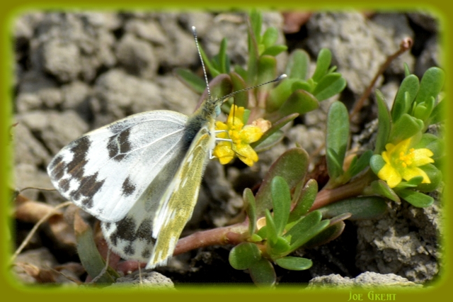 Pontia edusa - rezedalepke