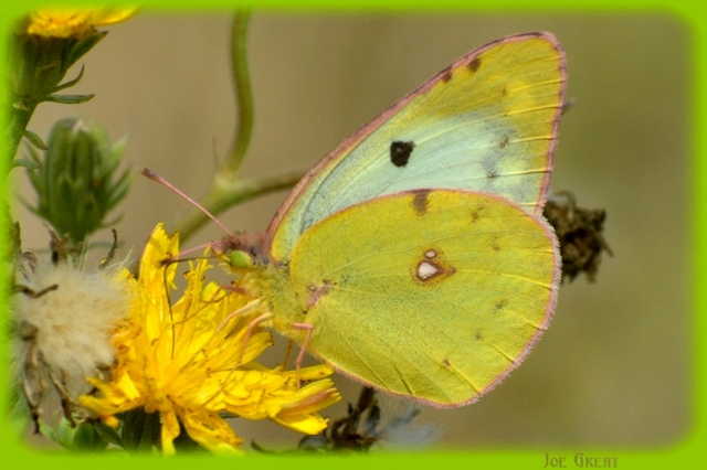 Colias hyale - kéneslepke