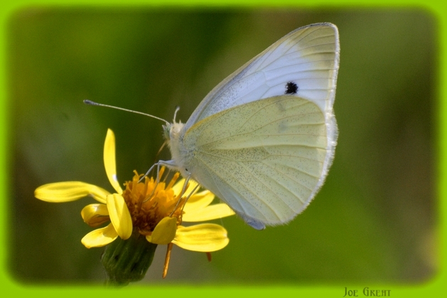 Pieris rapae - répalepke