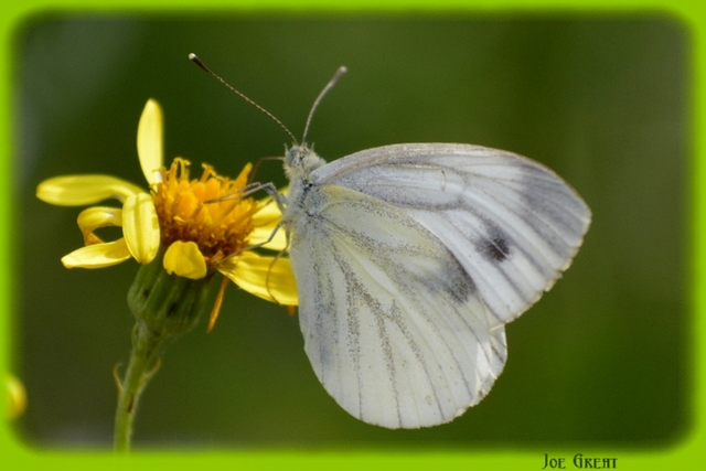 Pieris napi - repcelepke