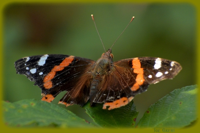 Vanessa atalanta - atalantalepke