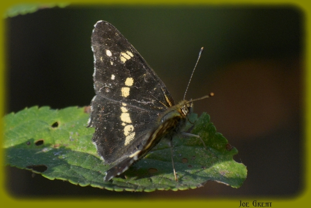 Araschnia levana - pókhálós lepke