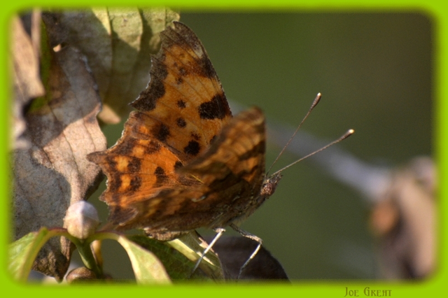 Nymphalis c-album - C-betűs lepke