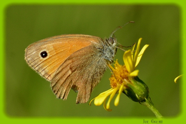 Coenonympha pamphilus - kis szénalepke