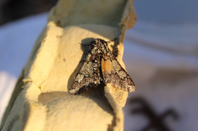 Biston strataria - barnapettyes araszoló