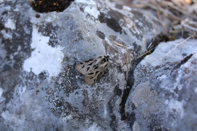 Ocnogyna parasita - csonkaszárnyú medvelepke