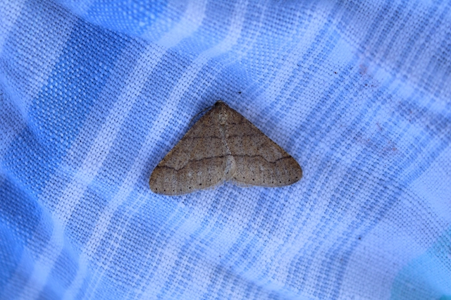 Agriopis marginaria - sárgás téliaraszoló