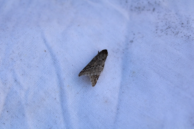 Alsophila aescularia - vadgesztenye-araszoló