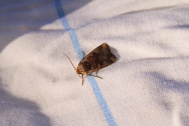 Conistra erythrocephala - vörösfejű őszibagoly