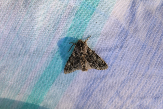 Brachionycha nubeculosa - zömök fésűsbagoly