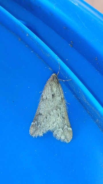 Alsophila aescularia - vadgesztenye-araszoló