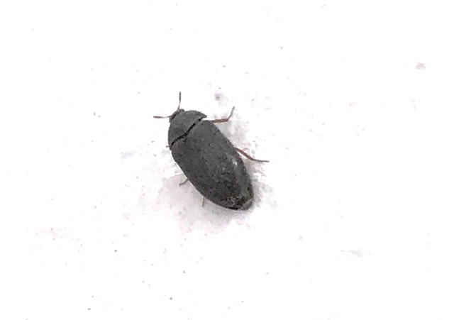 Attagenus