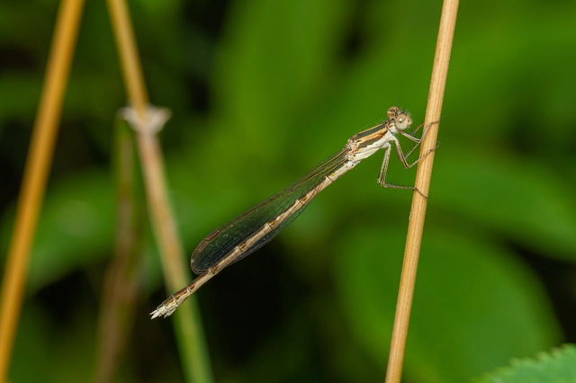 Sympecma fusca - téli rablószitakötő