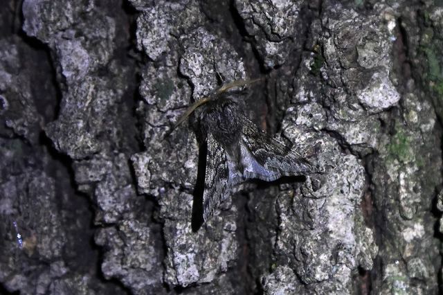 Apocheima hispidaria - borzas tavasziaraszoló