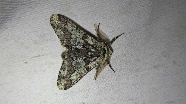 Biston strataria - barnapettyes araszoló