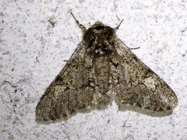 Biston strataria - barnapettyes araszoló