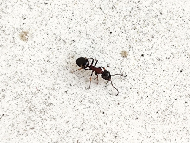 Dolichoderus quadripunctatus - négypettyes erdeihangya