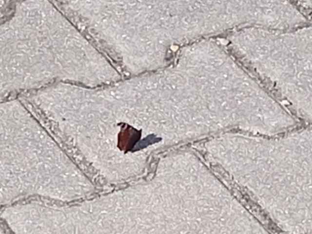 Nymphalis io - nappali pávaszem