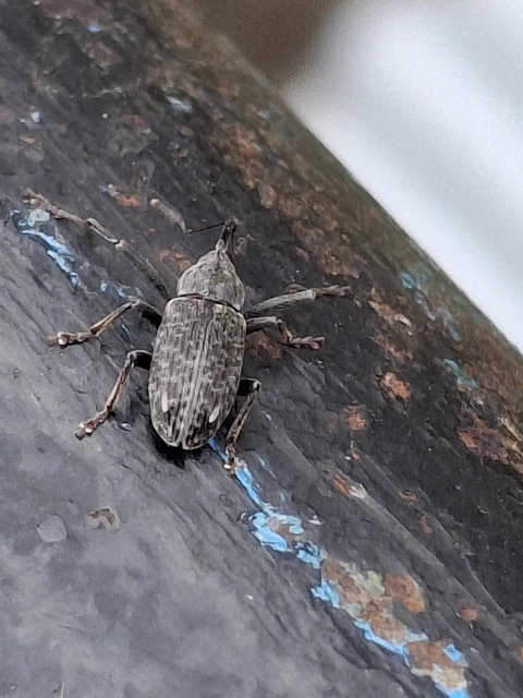 Dorytomus