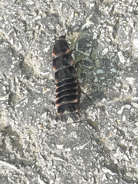 Lampyris noctiluca - nagy szentjánosbogár