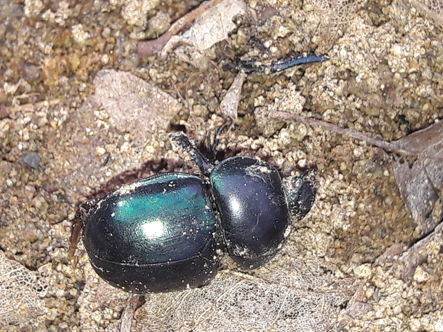 Trypocopris vernalis - tavaszi álganéjtúró