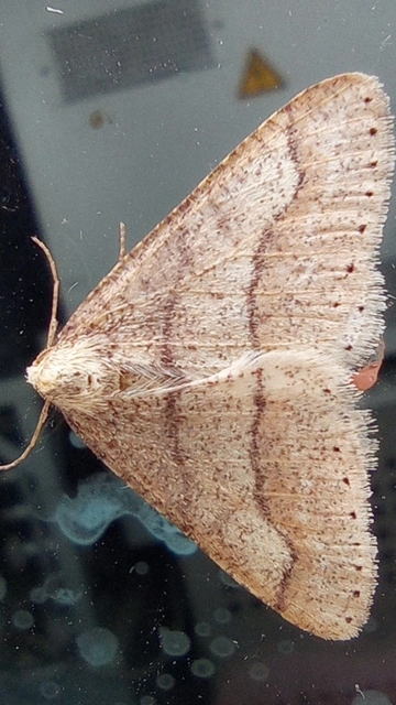 Agriopis marginaria - sárgás téliaraszoló