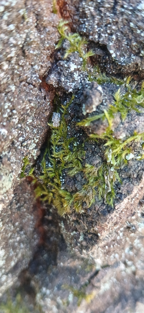 Corythucha