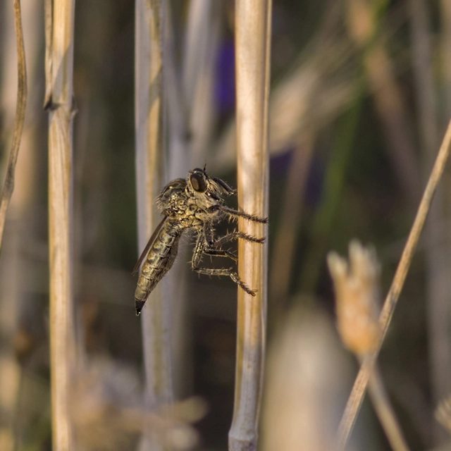 Machimus rusticus