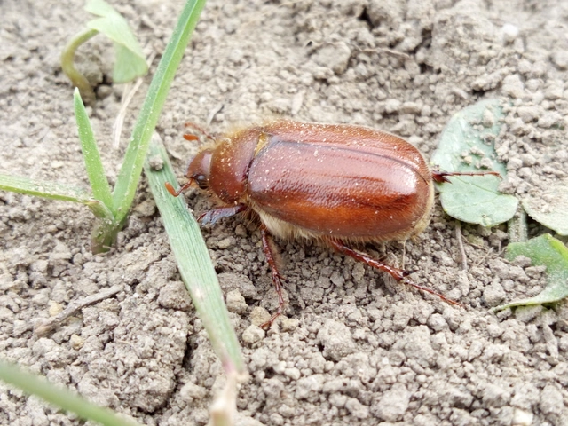Holochelus aequinoctialis - tavaszeleji cserebogár