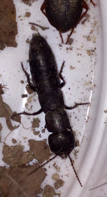 Ocypus