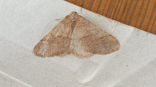 Agriopis marginaria - sárgás téliaraszoló