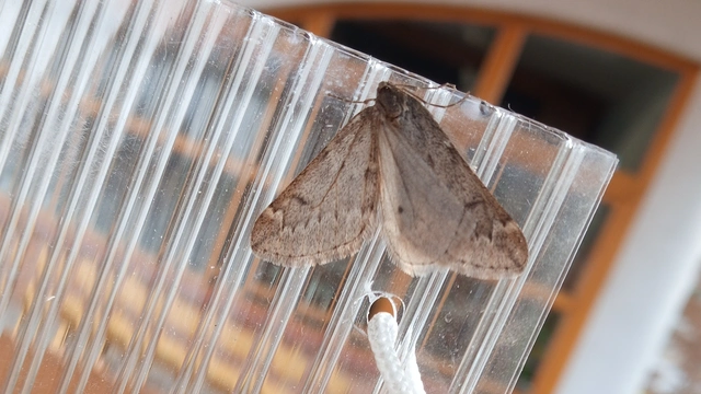 Alsophila aescularia - vadgesztenye-araszoló