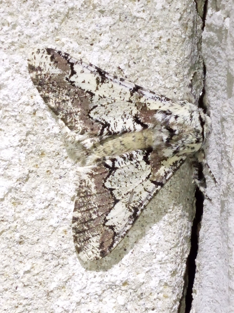 Biston strataria - barnapettyes araszoló